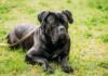 Cane Corso Köpek Irkı Genel Özellikleri