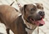 Pit Bull Köpek Irkı Genel Özellikleri