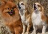 Köpek havlaması nasıl durdurulur?