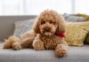 Toy Poodle / Kaniş Köpek Irkı Genel Özellikleri