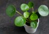 Pilea Bitkisi Bakımı nasıl yapılır?